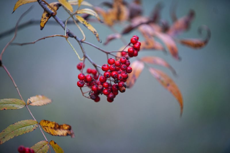 Medicinal Plants