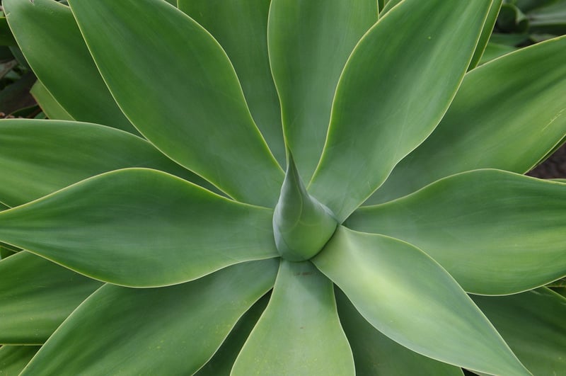 Houseplant