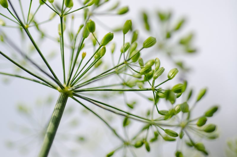 Spiral Herb Garden