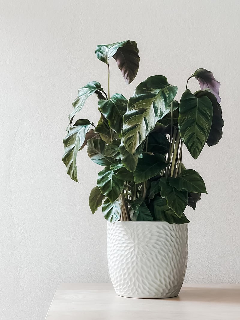 Sunlit Plant