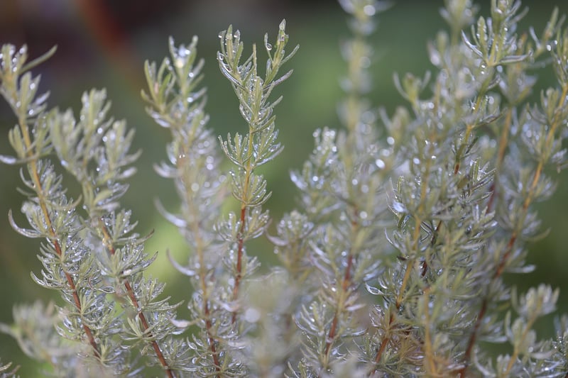 Rosemary