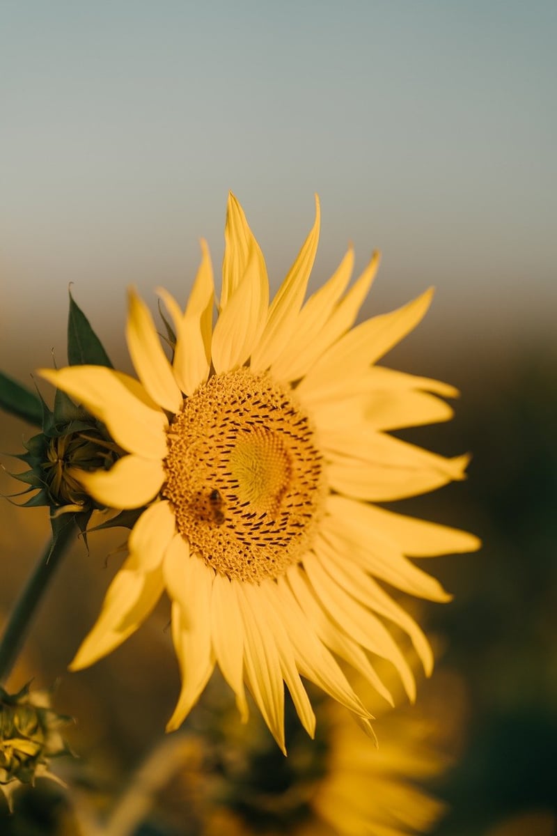 Summer Sunflowers
